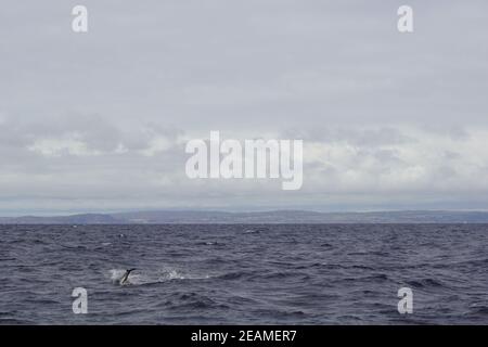 I delfini nel tour delle balene nel sud dell'Irlanda Foto Stock