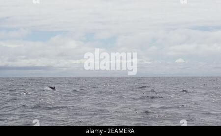 I delfini nel tour delle balene nel sud dell'Irlanda Foto Stock