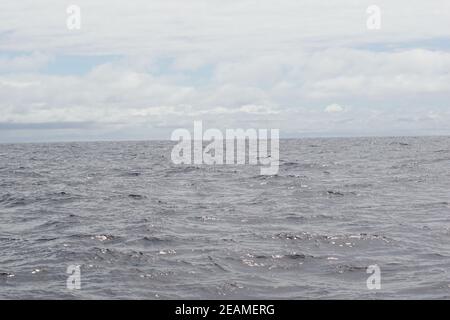 I delfini nel tour delle balene nel sud dell'Irlanda Foto Stock