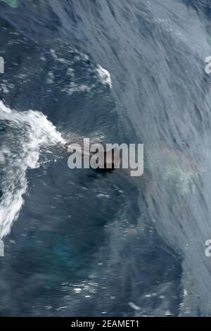 I delfini nel tour delle balene nel sud dell'Irlanda Foto Stock