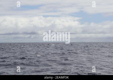 I delfini nel tour delle balene nel sud dell'Irlanda Foto Stock