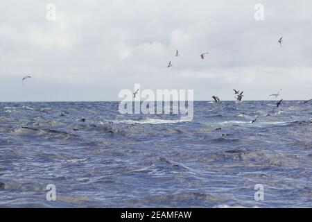 Tour delle balene nel sud dell'Irlanda al Celtic Mare Oceano Atlantico Foto Stock