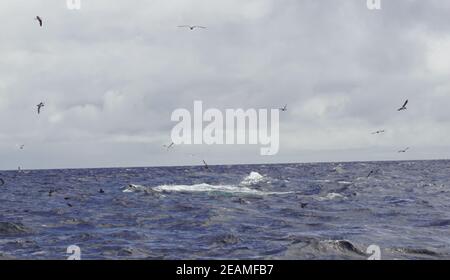 Tour delle balene nel sud dell'Irlanda al Celtic Mare Oceano Atlantico Foto Stock