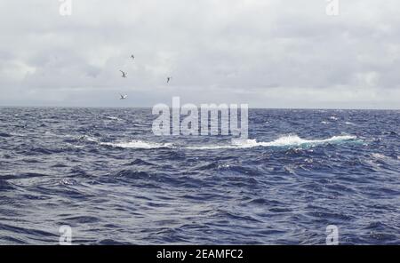 Tour delle balene nel sud dell'Irlanda al Celtic Mare Oceano Atlantico Foto Stock