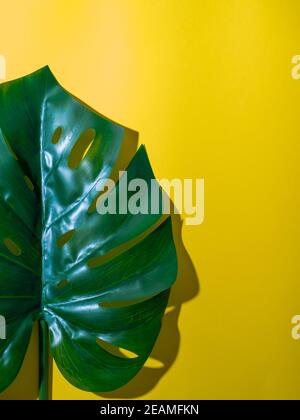 Foglia di Monstera su sfondo grigio Foto Stock