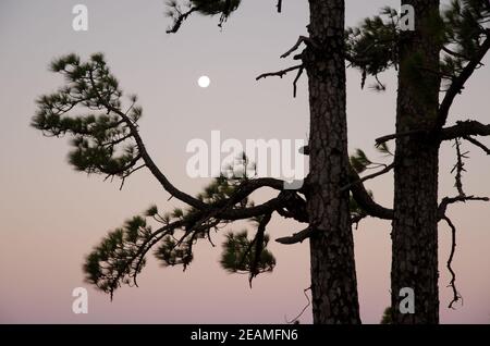 Isole Canarie pini Pinus canariensis e luna piena all'alba. Foto Stock