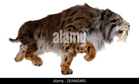 3D Rendering Sabertooth Tiger su bianco Foto Stock