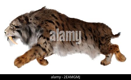 3D Rendering Sabertooth Tiger su bianco Foto Stock