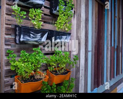 Piccole pentole verdi porpora e piante frondose di diversi colori appese muro di legno Foto Stock