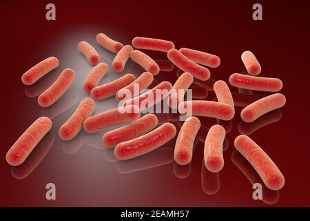 Illustrazione di batteri astiformi, Escherichia coli, Salmonell Foto Stock