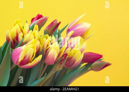 Bouquet di tulipani Foto Stock