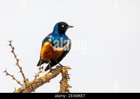 Superbo uccello Starling, Ethiopia Wildlife Foto Stock