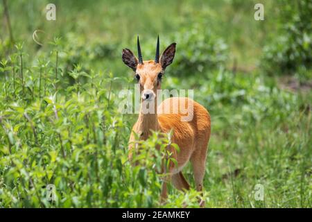 Carino Oribi antilope Etiopia, Africa fauna selvatica Foto Stock