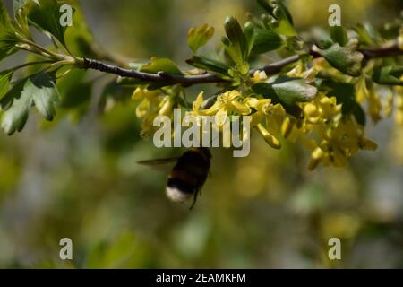 Bumblebee sui fiori di ribes dorato Foto Stock