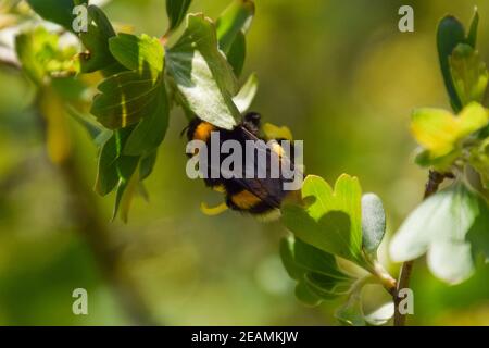 Bumblebee sui fiori di ribes dorato Foto Stock