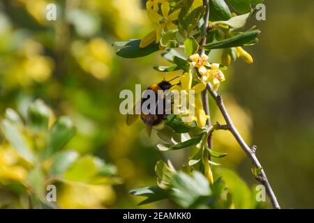 Bumblebee sui fiori di ribes dorato Foto Stock