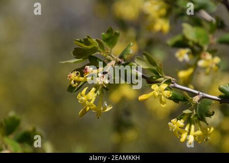 Wasp sui fiori di ribes dorato Foto Stock