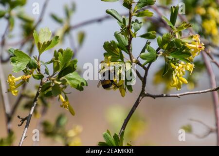 Bumblebee sui fiori di ribes dorato Foto Stock