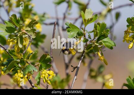 Bumblebee sui fiori di ribes dorato Foto Stock