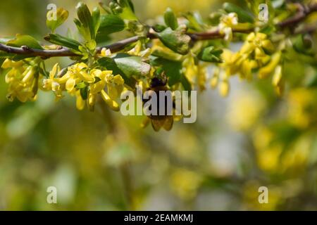 Bumblebee sui fiori di ribes dorato Foto Stock