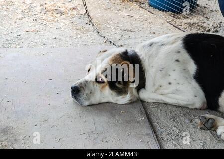 Un grande vecchio cane giace a terra. Foto Stock