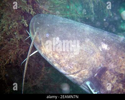 Pesce gatto o pesce pecorella nel lago Kulkwitz Foto Stock