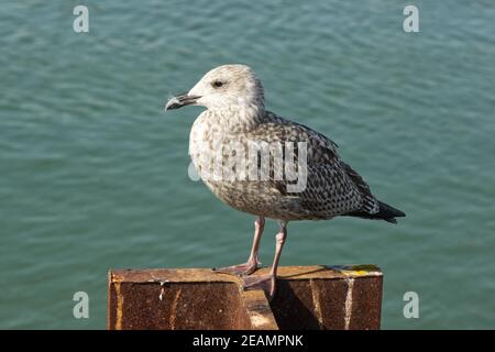 Giovane Herring Gull dal lato dell'acqua Foto Stock
