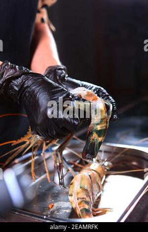 Il cuoco apre il guscio di un gamberetto. Un gigantesco gamberetto d'acqua dolce nelle mani dello chef. Mani in guanti protettivi. Foto su sfondo nero. Persona irriconoscibile. Foto Stock