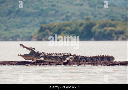Grande coccodrillo del Nilo, Chamo Lake Falls Etiopia Foto Stock