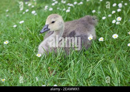 Baby Canada Oca seduta in erba tra le margherite Foto Stock