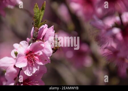 Impollinazione dei fiori da parte delle api di pesche. Foto Stock