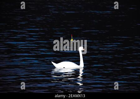 Cigni bianchi nuotare nel lago di notte. La notte i cigni. Foto Stock