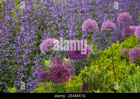 Allium, Sage fiorente e menta che cresce in un giardino inglese Foto Stock