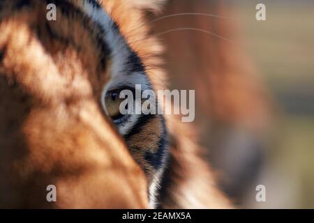 Primo piano dettaglio ritratto della tigre, bellissimo ritratto del volto della tigre. Pelo a righe. Foto Stock
