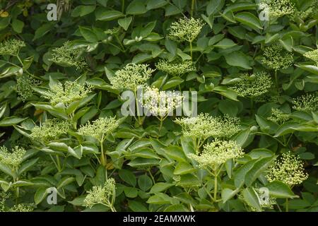 Cespuglio di sambuco in fiore in estate. Foto Stock