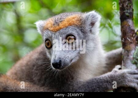 Un lemure corona su un albero nella foresta pluviale di Madagascar Foto Stock