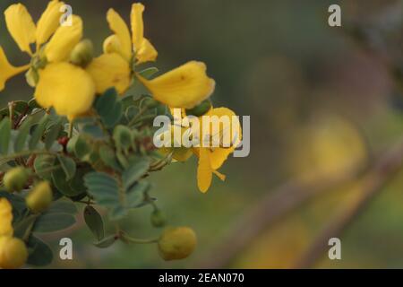 Messa a fuoco selettiva delle cassia gialle Foto Stock