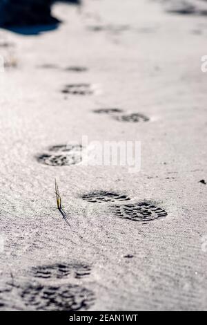 Tracce di suola sulla sabbia sulla riva del lago. Foto Stock