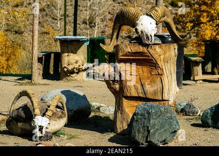 Teschi di arieti con corni. Scenario nel cortile. Foto Stock