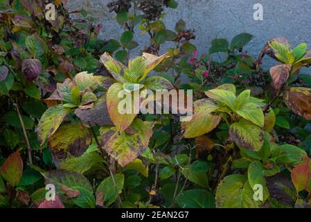 Foglie appassite in autunno Foto Stock