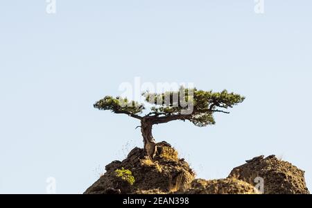 Montagne e foreste di Crimea. Alberi di conifere e decidui sulle colline di montagne e rocce Foto Stock