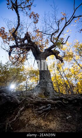 Montagne e foreste di Crimea. Alberi di conifere e decidui sulle colline di montagne e rocce Foto Stock