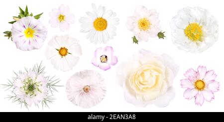 Gruppo di diversi fiori bianchi da giardino, isolati Foto Stock