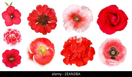 Gruppo di diversi fiori rossi da giardino, isolati Foto Stock