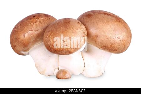 Gruppo di funghi marroni, camponcini isolati Foto Stock