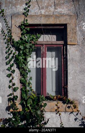 Primo piano di una vecchia finestra abbandonata con telaio in legno rosso, vetri rotti e piante superriduttore di edera verde che crescono su un lato del muro danneggiato di cemento Foto Stock