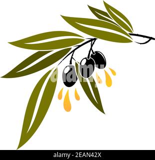 Tre olive nere fresche mature su un ramo frondoso gocciolando olio d'oliva dorato isolato su bianco Illustrazione Vettoriale