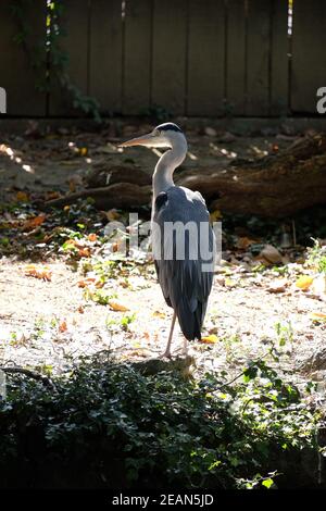 Airone cenerino in piedi vicino al lago Maksimir, Zagabria, Croazia Foto Stock