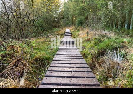 Boardwalk pensava alla brughiera delle galline alte in Belgio Foto Stock