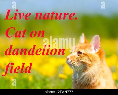 Ritratto di Ginger Kurilian Bobtail Cat curioso per un campo con dandelioni gialli Foto Stock